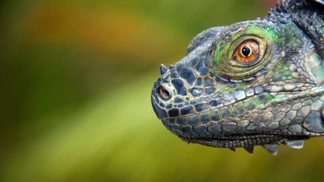 From San Jose: 3-Day Tortuguero National Park Excursion - Photo 4 (Gallery view)
