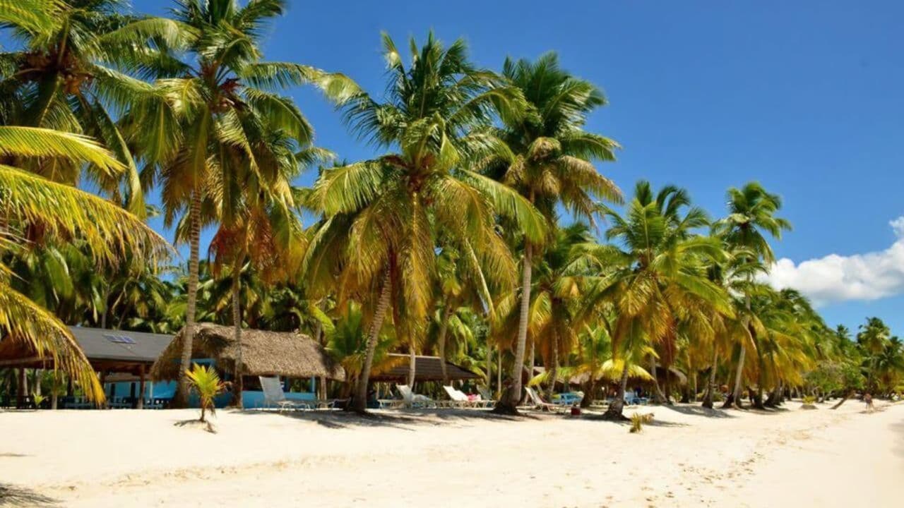 Excursión de un día a la isla Saona con todo incluido desde Punta Cana - Photo 5 (Gallery view)