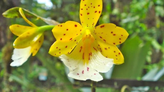 From San Jose: Braulio Carillo National Park Rainforest Tram