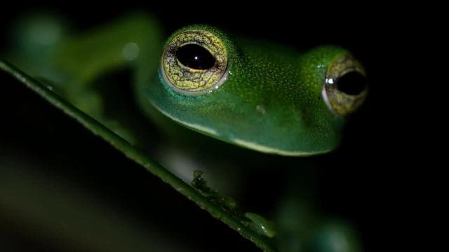 Fortuna: Arenal Volcano Rainforest Night Tour (Private)