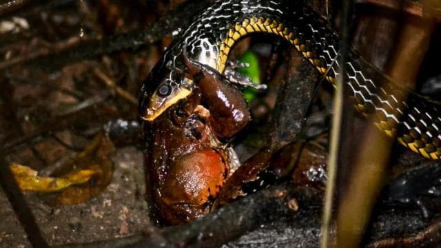 Manuel Antonio: Night Mangrove Safari Boat Tour with Dinner