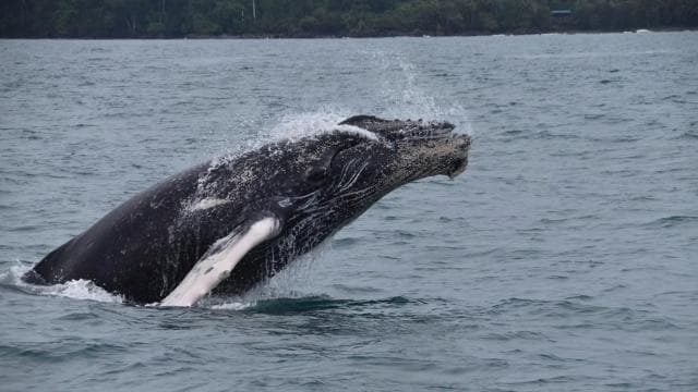 Drake Bay – Wal- und Delfinbeobachtungstour - Photo 5 (Gallery view)
