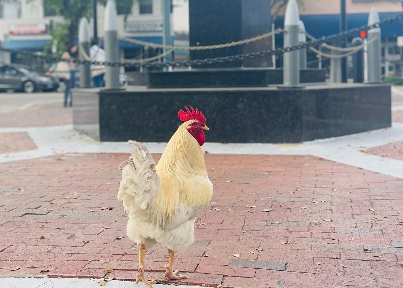 Little Havana Walking Tour with Optional Lunch or Rum Upgrade