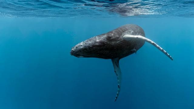 Marino Ballena National Park: Whale Watching In Uvita