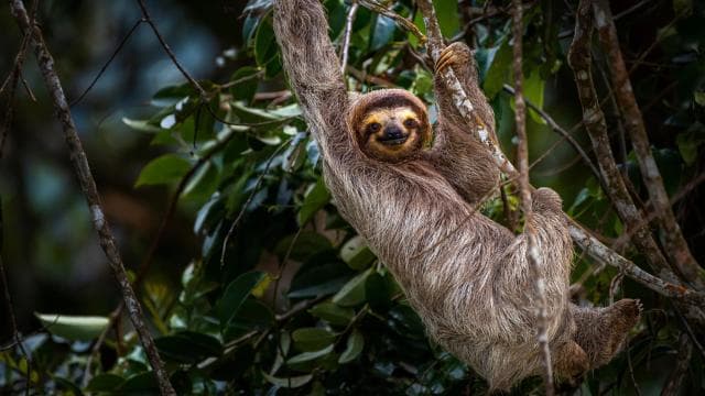 Costa Rica: Guided Nature Hike in Cahuita National Park