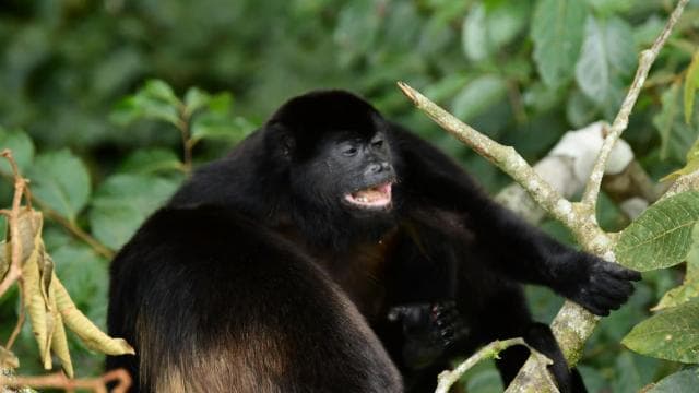 Immerse yourself in the magic of the Monteverde Cloud Forest
