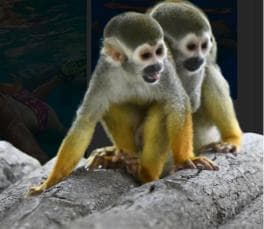 Monkeys and Snorkel Adventure in Sosúa, Puerto Plata - Photo 2 (Gallery view)