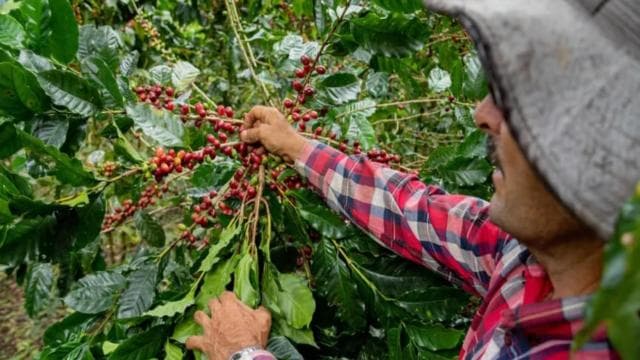 Monteverde: Coffee Tour and Night Walk - Photo 2 (Gallery view)