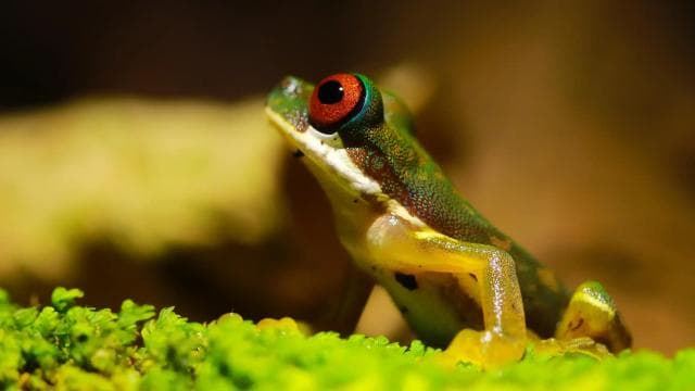 Fortuna: Arenal Volcano Rainforest Night Tour (Private)