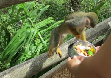 Punta Cana: Ziplines Adventures & Monkeyland Entry