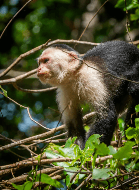 Punta Uva: Sloth and Wildlife Kayaking Tour - Dominican Republic