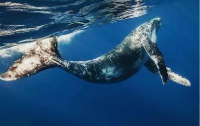 Whale Watching + Cayo Levantado