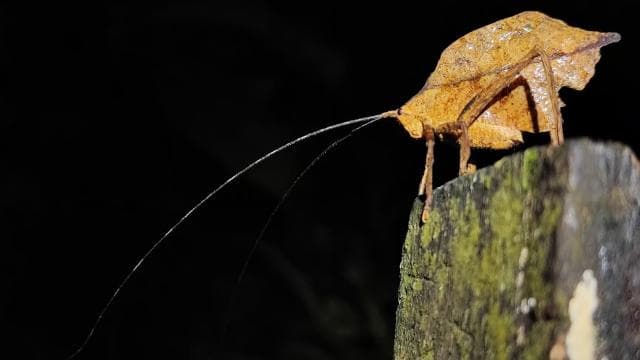La Fortuna: Arenal Volcano Rainforest Night Tour