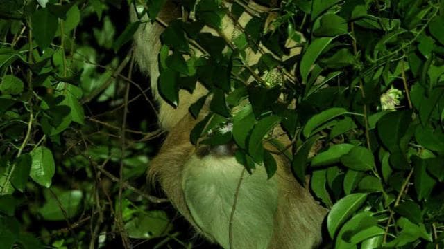 Monteverde: Oktari Monteverde Night Walk Tour