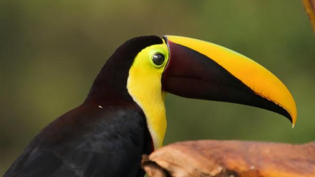 La Fortuna: Rio Celeste Waterfall and National Park Tour
