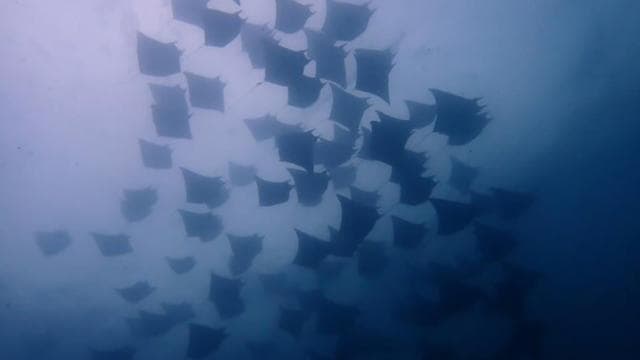 Tamarindo: Private Snorkeling Boat Charter Guanacaste