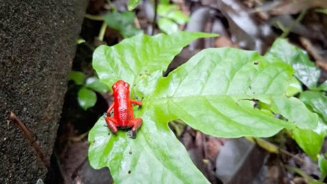 Jungle Pack x 3 Tour in the National Park - Photo 4 (Gallery view)