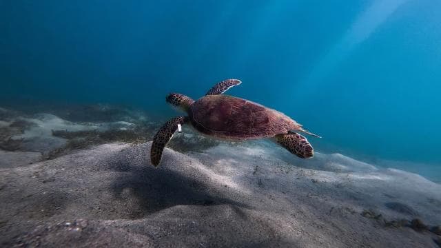 San Juan: Snorkeling with Turtles Adventure and Free Videos