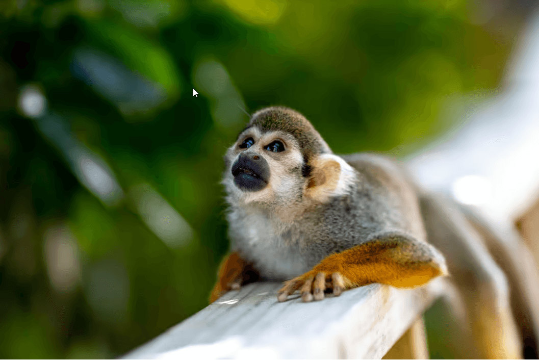 Punta Cana: Monkeyland Half-Day Safari and Plantation - Photo 2 (Gallery view)