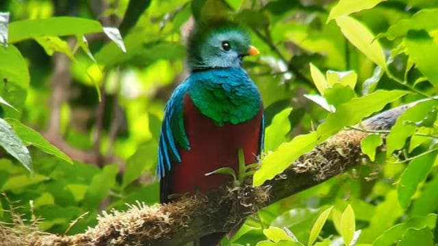 Monteverde cloud forest preserve tours