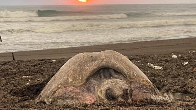 Tamarindo: Turtle Watching Night Tour with Expert Naturalist