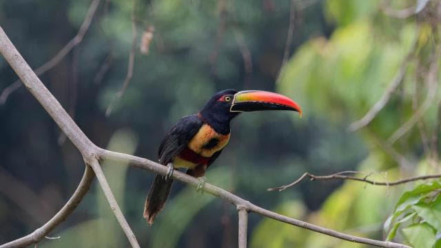 Uvita: Birdwatching