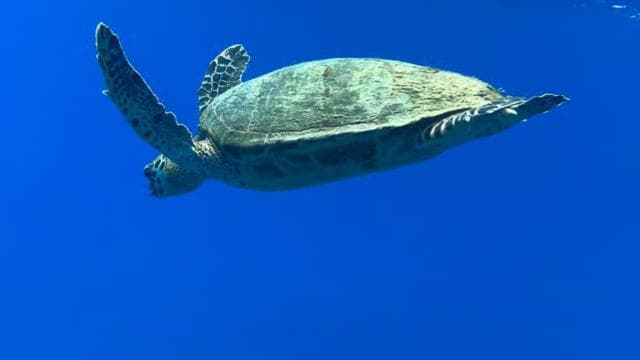 Uvita: Schnorcheln auf der Insel Caño - Photo 3 (Gallery view)