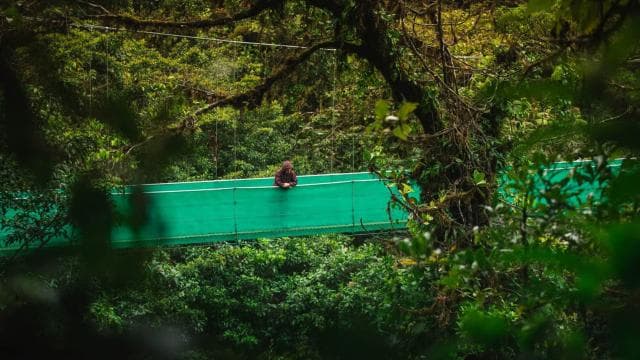 From Monteverde: Monteverde Suspension Bridge Guided Hike