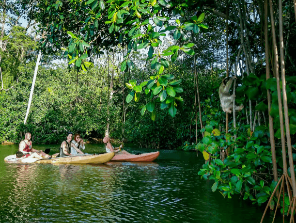Punta Uva: Sloth and Wildlife Kayaking Tour - Photo 3 (Gallery view)