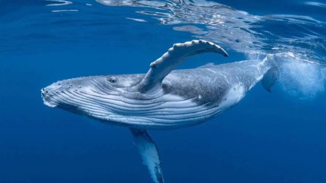 Uvita: Whales and Dolphins Watching Tour - Bahia Ballena