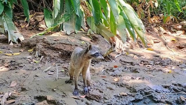 Manuel Antonio: Kayak Tour in the Mangroves to see animals - Photo 4 (Gallery view)