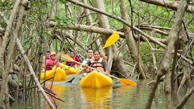 Quepos: Mangrove Kayaking Tour