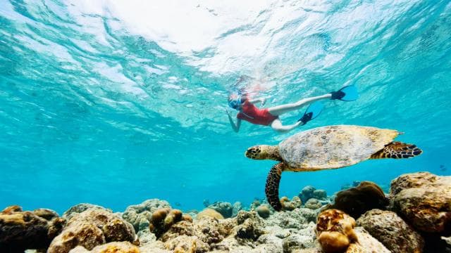 LICENSED Two-Hour Snorkeling Adventure Cahuita National Park