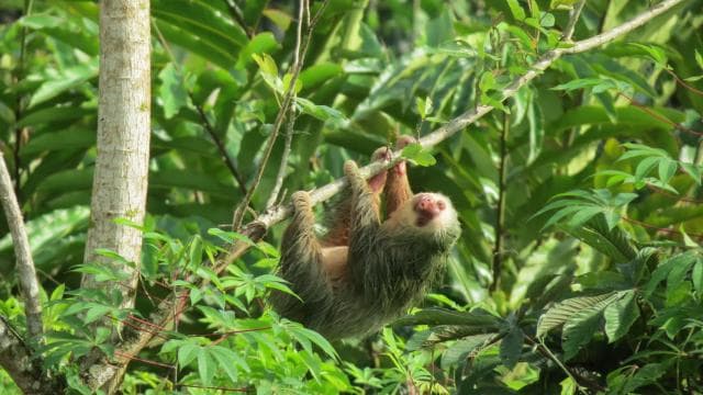 La Fortuna: Sloth Tour in the Wild