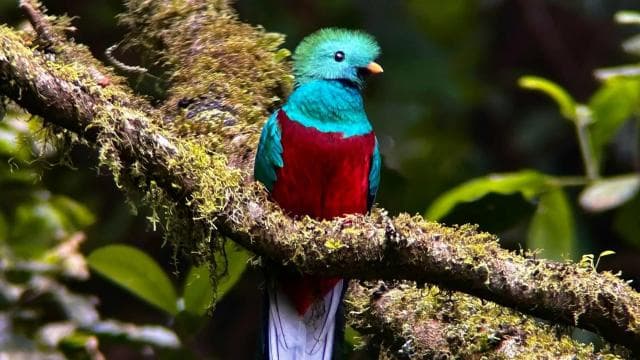 Monteverde morning day tour & night tour - Photo 2 (Gallery view)