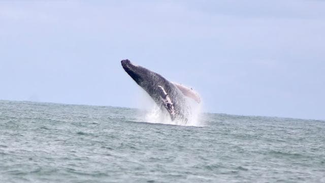 Marino Ballena National Park: Whale Watching Boat Tour
