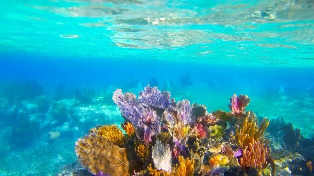 Borinquen: Underwater Magic Snorkel Adventure