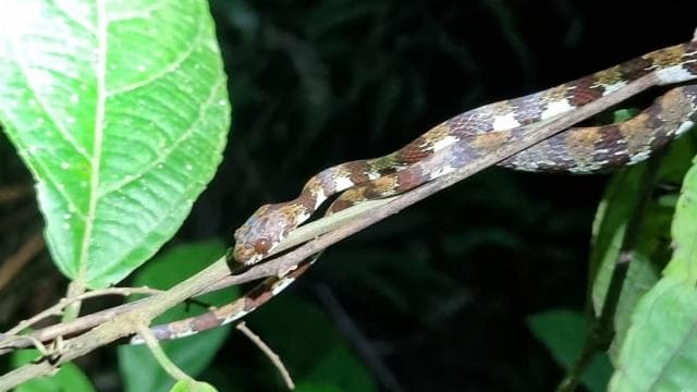 Night Tour Rainforest Guided Tour: la fortuna