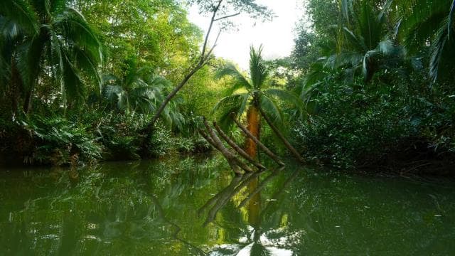 Manuel Antonio Mangrove Boat Tour