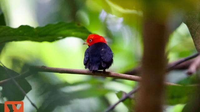 Manuel Antonio: Birdwatching exclusive tour