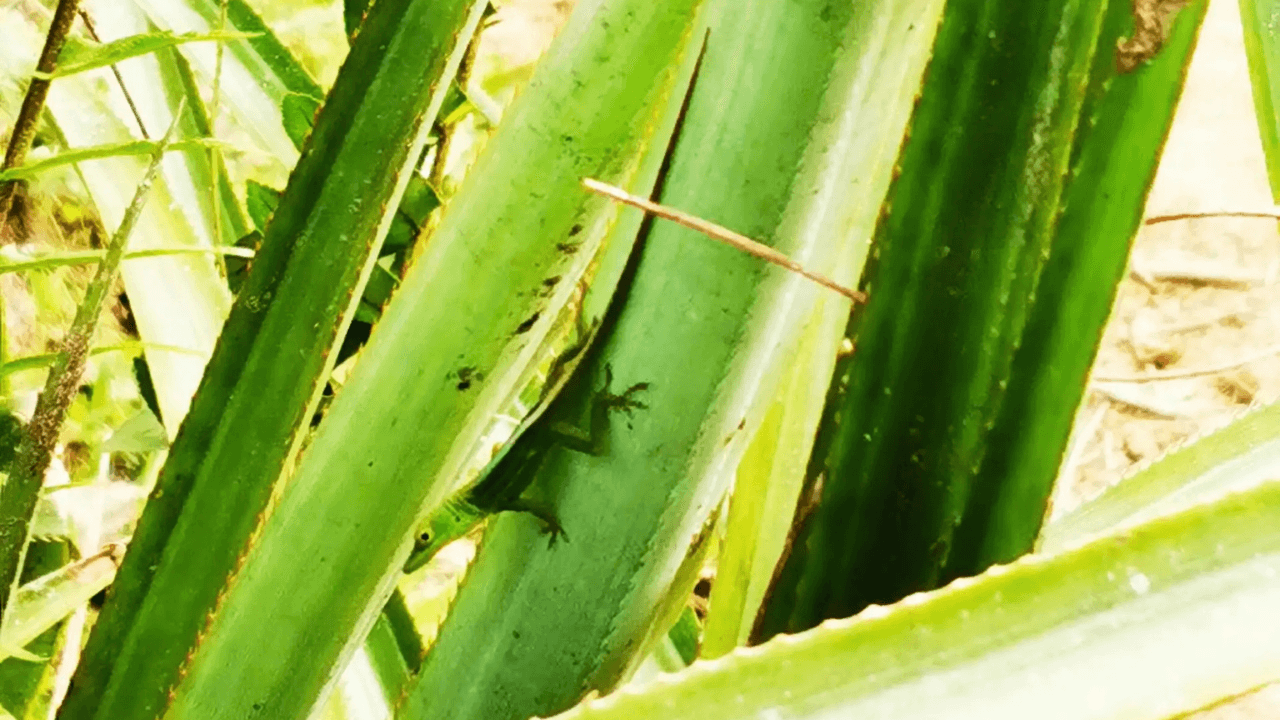 Puerto Plata Trekking – Natur- und Folkloreerlebnis - Photo 5 (Gallery view)