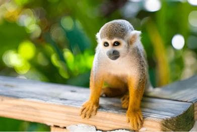 Butterfly Garden Plus Monkey Land nan Puerto Plata - Photo 4 (Gallery view)