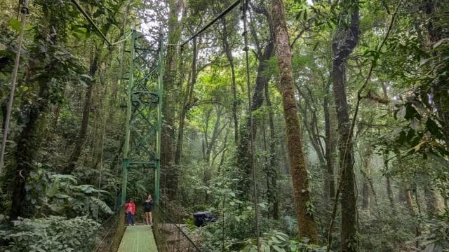 Monteverde: Hanging Bridges in the Cloud Forest Guided Tour