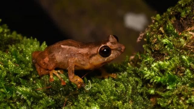 Monteverde: Cloud Forest Guided Nature Tour