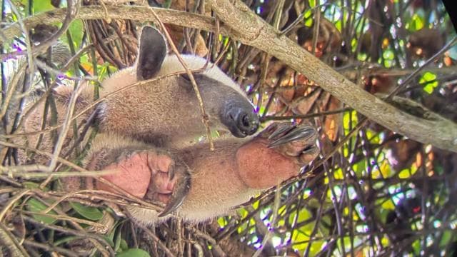 Manuel Antonio : Mangrove boat tour to see animals