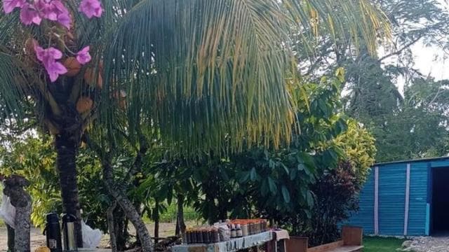3-Hour Panoramic Tour of Punta Cana with Artisan Market