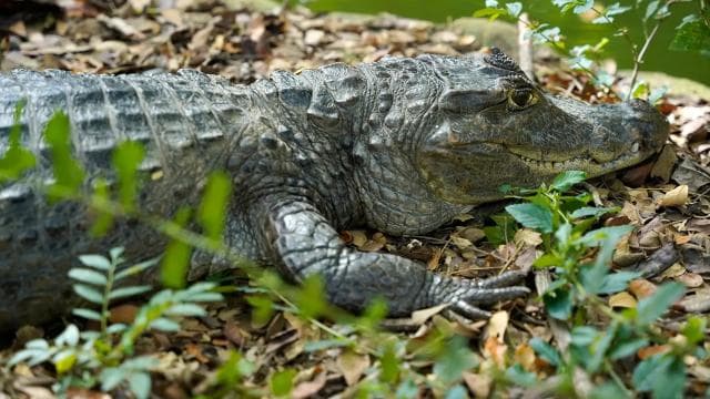 Tortuguero: "Unforgettable" canoe tour in the Tortuguero National Park