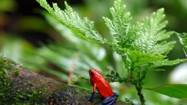 La Fortuna: Tembel Hayvanlar ve Kahve, Çikolata ve Şeker Kamışı Turu - Photo 3 (Gallery view)