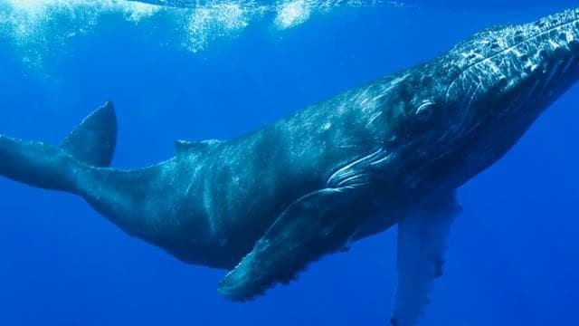 Uvita: Whales and Dolphins Watching Tour - Bahia Ballena