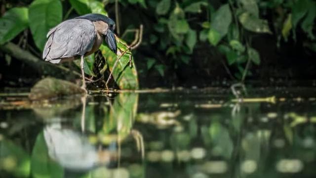 Tortuguero National Park: Canoe Tour with electric motor
